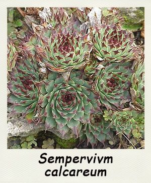 sempervivum calcareum 