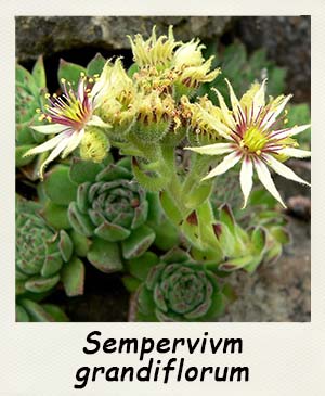 Sempervivum grandiflorum
