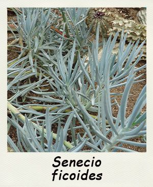 Senecio ficoides - Les Contes Succulents