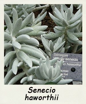 Senecio haworthii - Les Contes Succulents