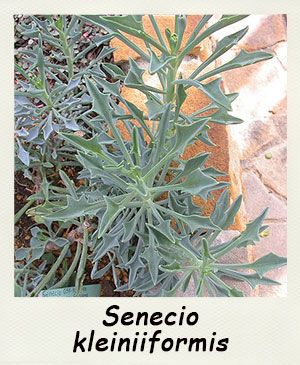 Senecio kleiniiformis - Les Contes Succulents
