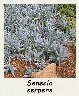 Senecio serpens - Les Contes Succulents