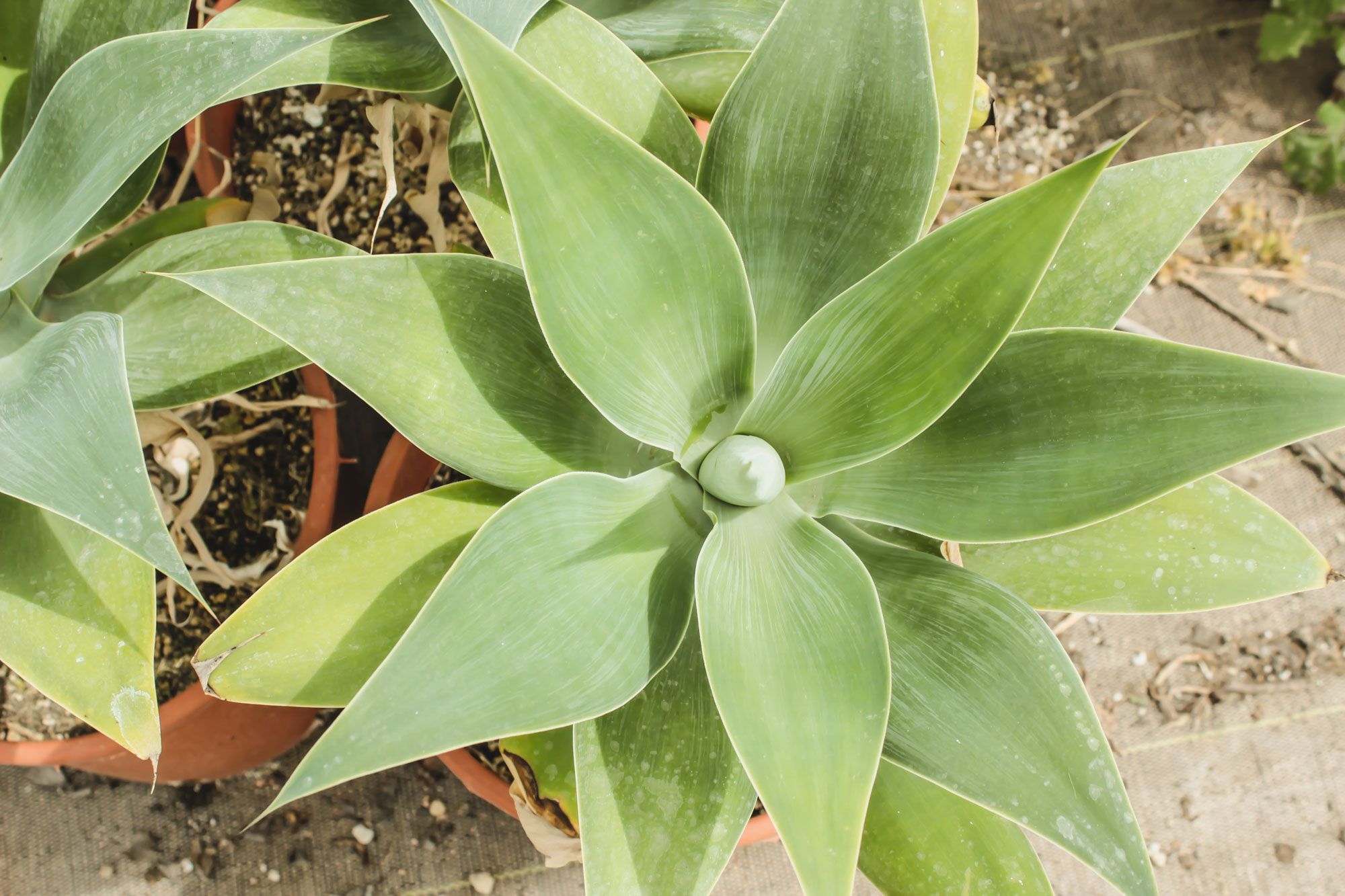 Plantes grasses à cultiver en extérieur