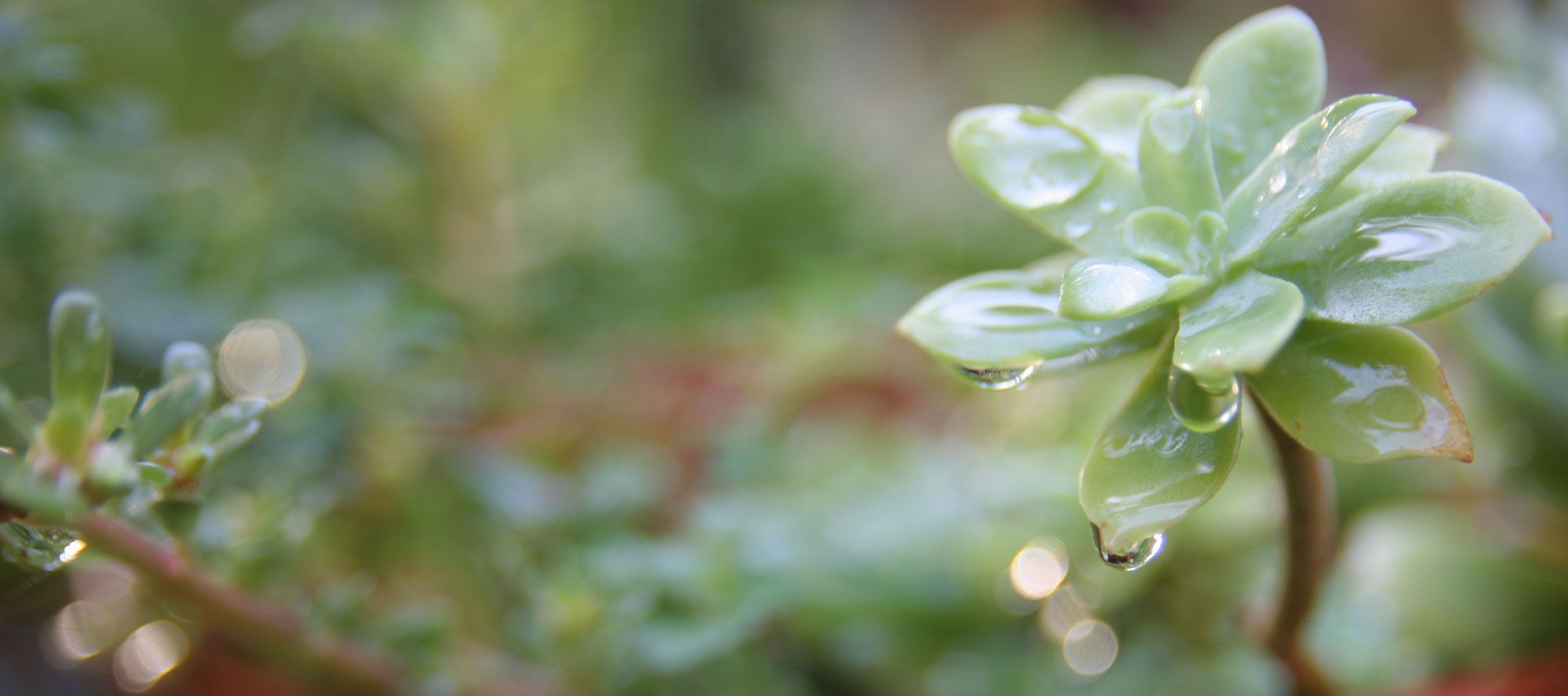 Les succulentes ou plantes grasses - Les Contes Succulents