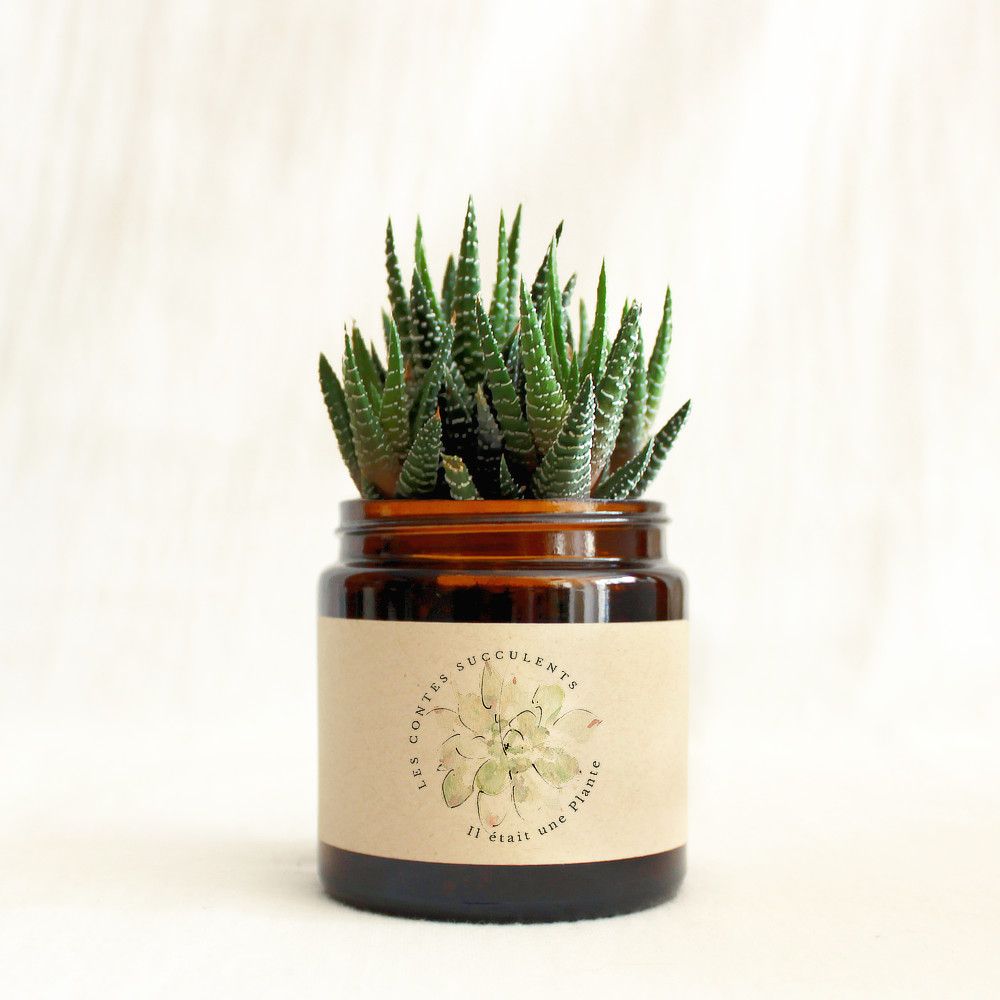 Plante succulente personnalisée - pot 120 ml