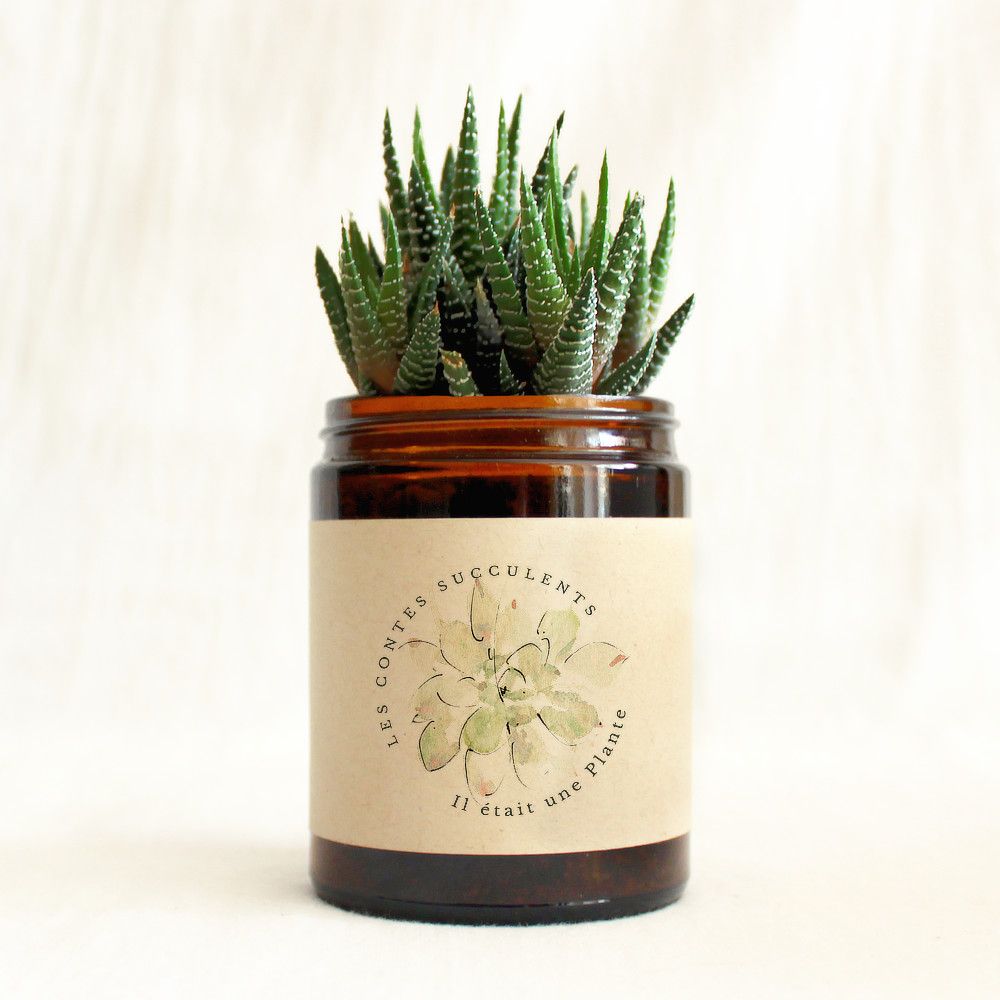 Plante succulente personnalisée - pot 180 ml