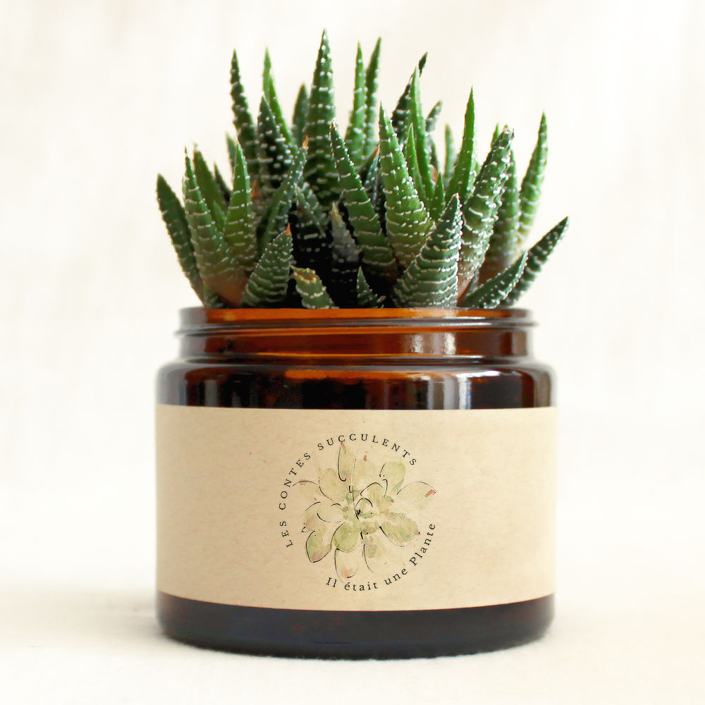 Plante succulente personnalisée - pot 180 ml