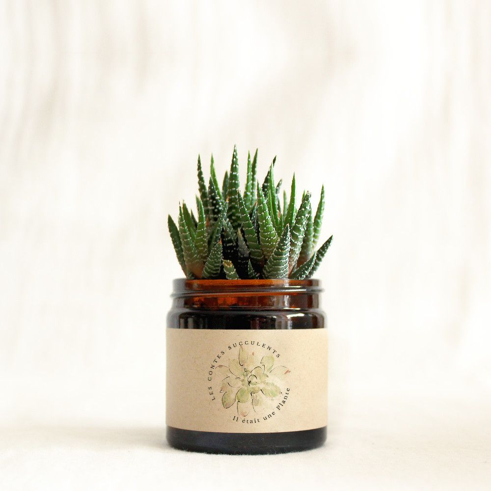 Plante succulente personnalisée - pot 60 ml